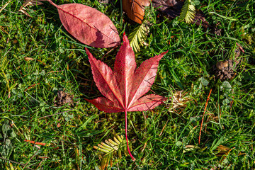 Looking down at red leaves on grass in autumn