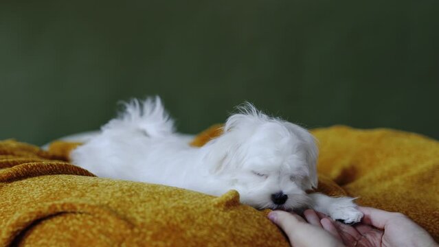 Cute small white puppies of the Maltez breed plays, rests and licks his lips on the bed.
