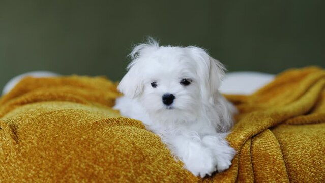 Cute small white puppies of the Maltez breed plays, rests and licks his lips on the bed.