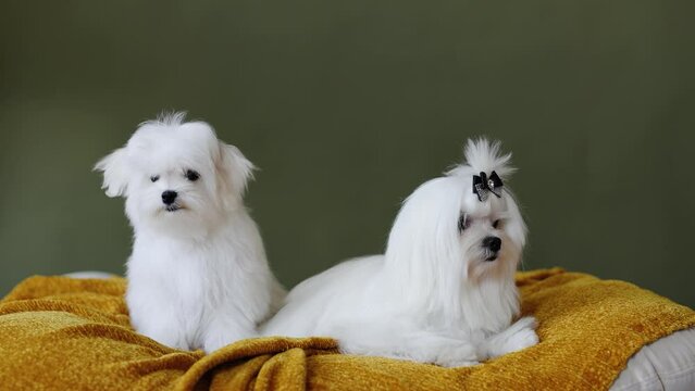Cute small white puppies of the Maltez breed plays, rests and licks his lips on the bed.
