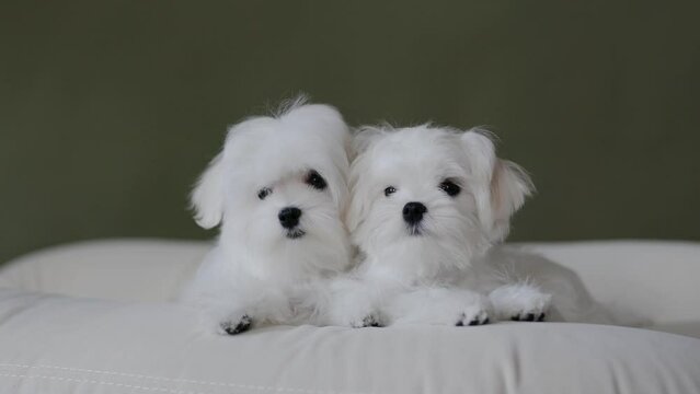 Cute small white puppies of the Maltez breed plays, rests and licks his lips on the bed.