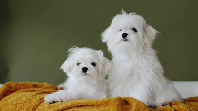 Cute small white puppies of the Maltez breed plays, rests and licks his lips on the bed.