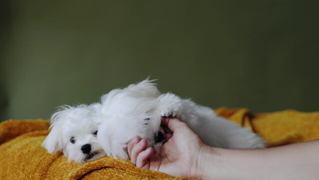 Cute small white puppies of the Maltez breed plays, rests and licks his lips on the bed.