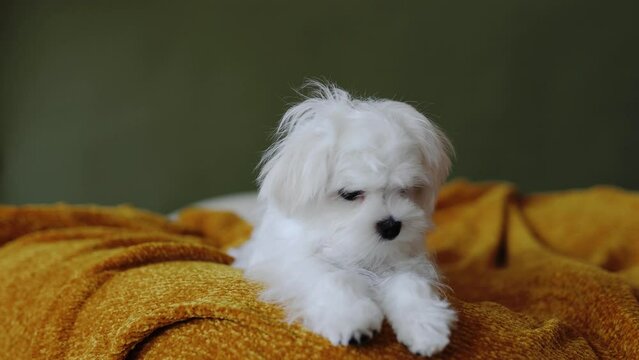 Cute small white puppies of the Maltez breed plays, rests and licks his lips on the bed.