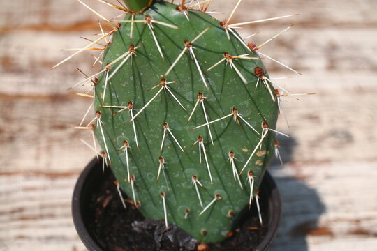 Opuncja kaktus białe kolce spod Coconut Kiss