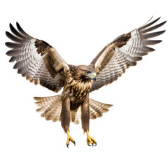 Hawk bird flying with wide wings. Llight and brown feathers and yellow, grey beak looking on bottom. Wild bird hunter isolated on a white background