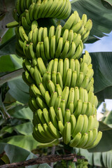 Banana cultivation on the Island of La Palma - 678241389