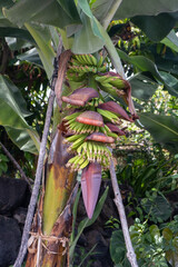 Banana cultivation on the Island of La Palma - 678241390
