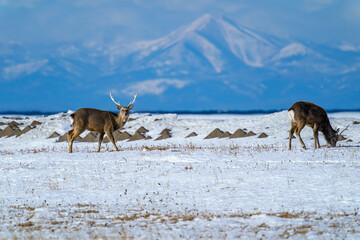 春国岱　エゾシカと流氷　冬の北海道根室観光 © ibuki