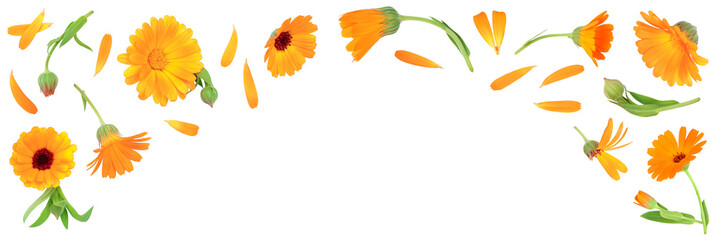 Calendula. Marigold flower isolated on white background with copy space for your text. Top view....