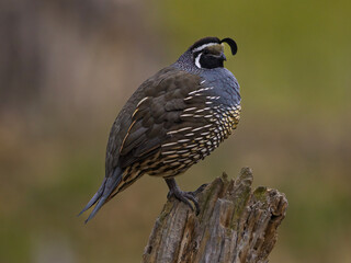 California Quail