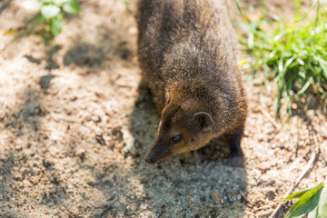Common kusimanse , Crossarchus obscurus, long-nosed kusimanse, small, diurnal member of the Mungotinae. Mongoose. Wildlife animal. animal west African countries