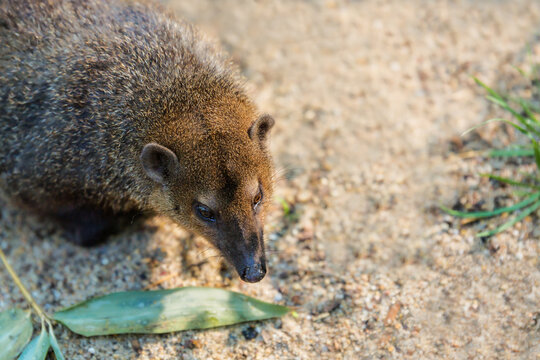Common kusimanse , Crossarchus obscurus, long-nosed kusimanse, small, diurnal member of the Mungotinae. Mongoose. Wildlife animal. animal west African countries