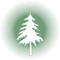Christbaum, Tannenbaum oder Weihnachtsbaum