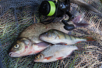 Assort kinds of fish -  freshwater common bream, common perch or European perch, white bream or silver bream and fishing rod with reel on black fishing net..