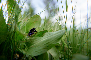 Wildlife. Black beetle bug on the green grass.