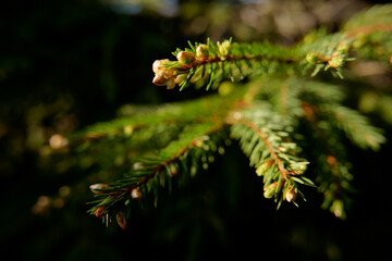 Close-up of green branch of pine spruce tree