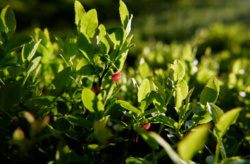 Vaccinium myrtillus. Blueberry or billberry plant in the forest.