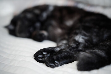 Adorable black cat lying on the bed at home.