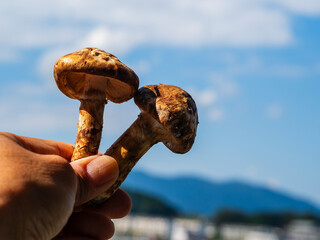 香り高い広島産の松茸