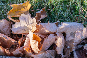 First frost late autumn early winter, falling leaves morning natural sunlight