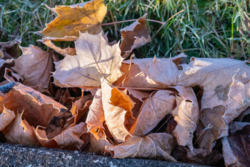 First frost late autumn early winter, falling leaves morning natural sunlight