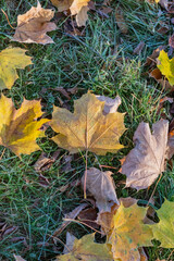 First frost late autumn early winter, falling leaves morning natural sunlight