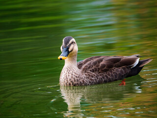 泳ぐ鴨