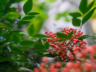 きれいな南天の赤い実