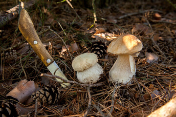 Two porcini mushrooms in pine tree forest at autumn season..