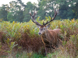 Red Deer Stag During the Rut