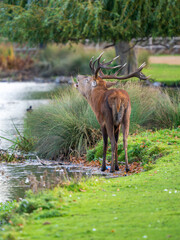 Red Deer Stag During the Rut