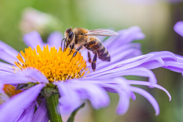 bee collecting pollen or nectar from Aster alpinus or Alpine aster purple or lilac flower. Blue flower like a daisy in flower bed.