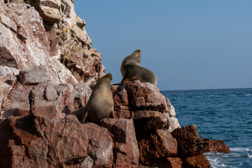 Lions de mer sur un rocher