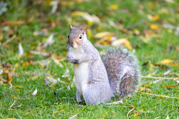 Grey squirrel (Sciurus carolinensis) stands alert amongst the fallen leaves on a garden lawn. Autumn, UK