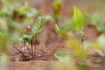 Young beetroot growing in the field