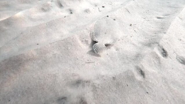 Slow motion of a flatfish swims on the bottom of the sandy Aegean Sea and tries to hide in the sand in Greece