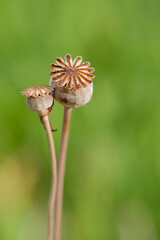 poppy seed head