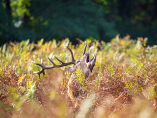 Red Deer Stag During the Rut