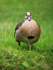 Egyptian Goose walking  in the Grass