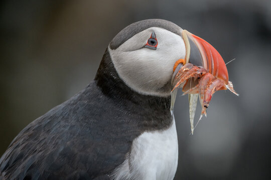 Atlantic Puffin (Fratercula arctica)