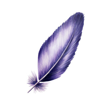 recommend clip art: Hand drawn feather with markers in watercolor style. Realistic illustration isolated on white background. Clip art for designers, cards, invita