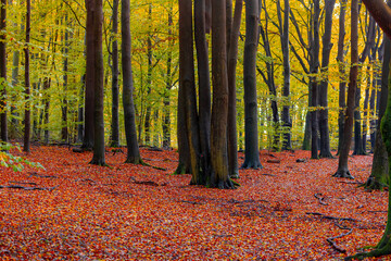 Selective focus of tree trunks in the wood with red-brown leaves on the ground, Colourful wood in fall season with yellow-orange leafs on the trees, Beautiful Autumn in Netherlands, Nature background.