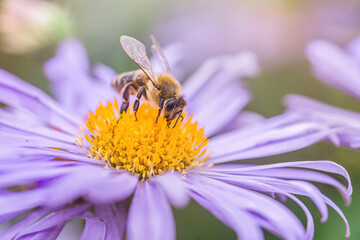 bee collecting pollen or nectar from Aster alpinus or Alpine aster purple or lilac flower. Blue...