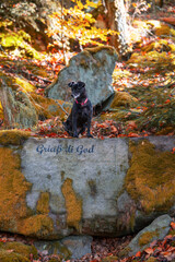 A small black dog on a stone. 