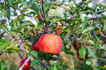 長野県産　サンふじ