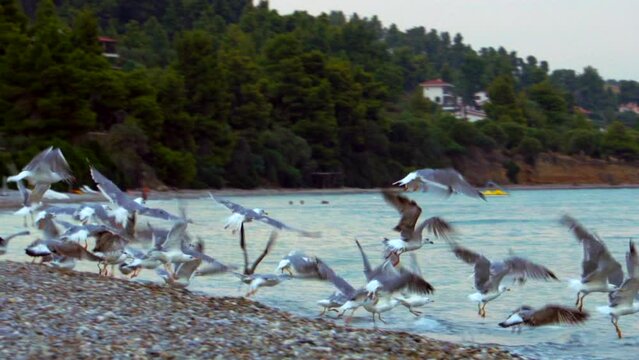 Slow motion of a large flock of seagulls takes off from the shore and flies over the Aegean Sea in Greece