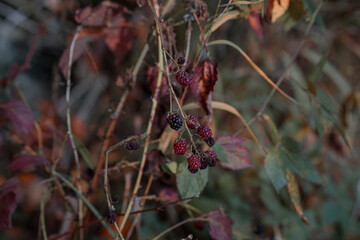 beautiful rose hips in the autumn
