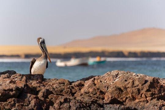 P&eacute;lican seul avec bateaux en arri&egrave;re plan
