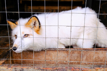 Obraz premium keeping animals out of the wild.A white fox behind the bars of a home cage 